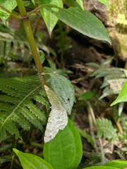 Catoria sublavaria