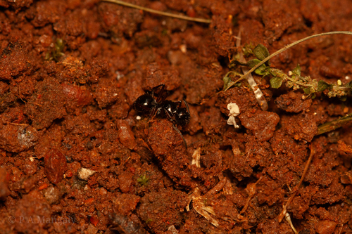 Polyrhachis hemiopticoidesPolyrhachis hemiopticoides