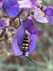 Stenostrophia tribalteata