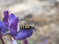 Stenostrophia tribalteata