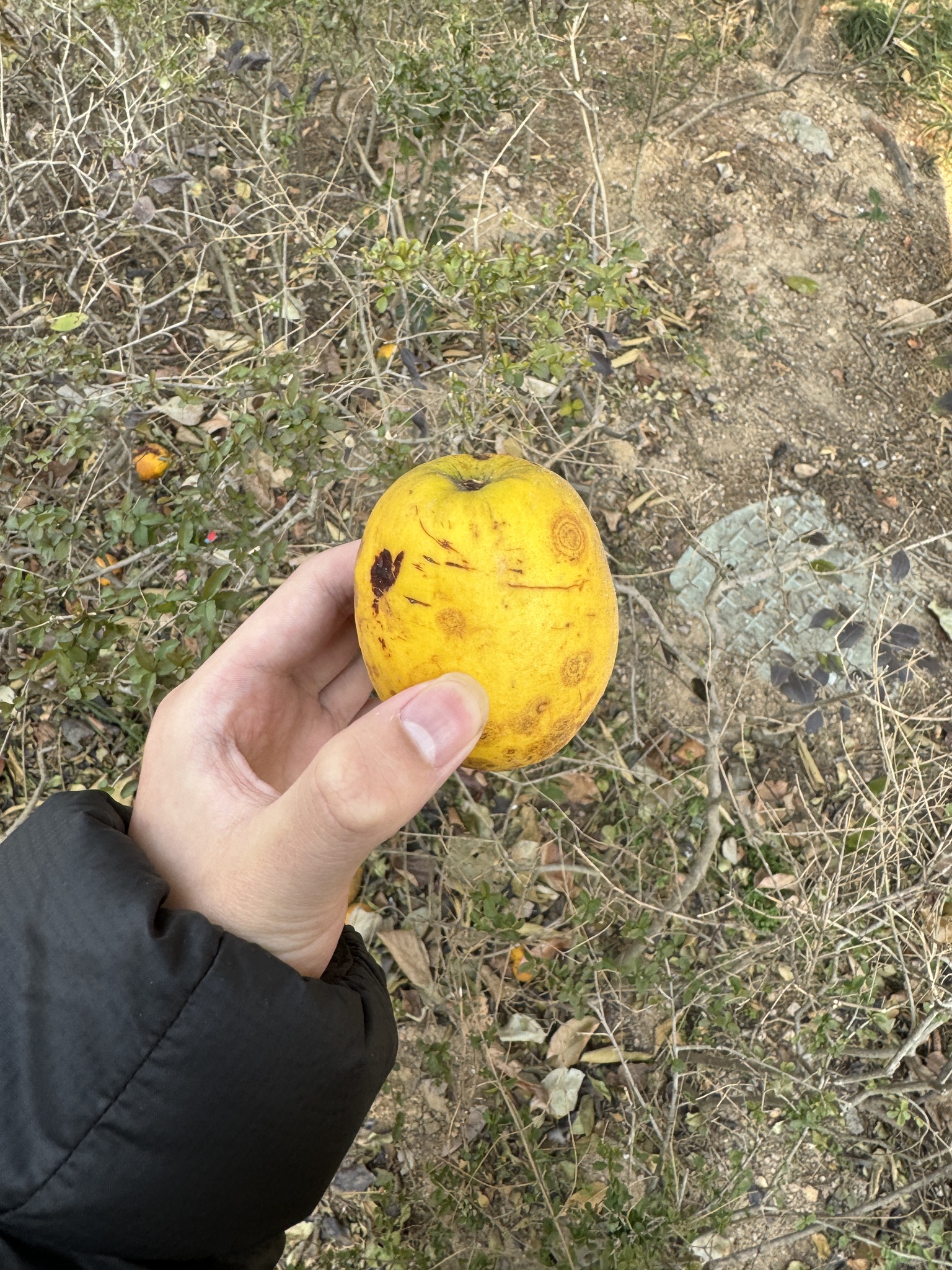 Imagem de marmelo-chinês