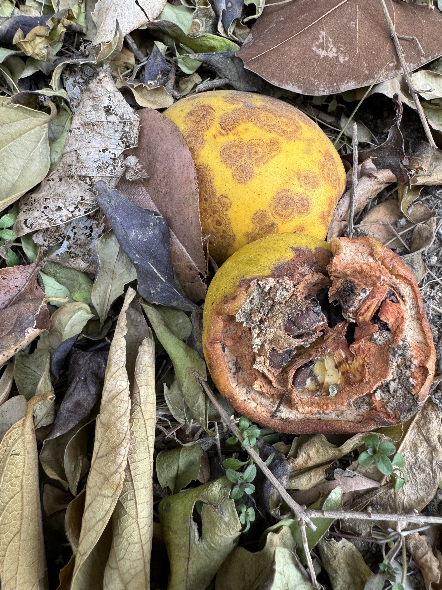 Imagem de marmelo-chinês