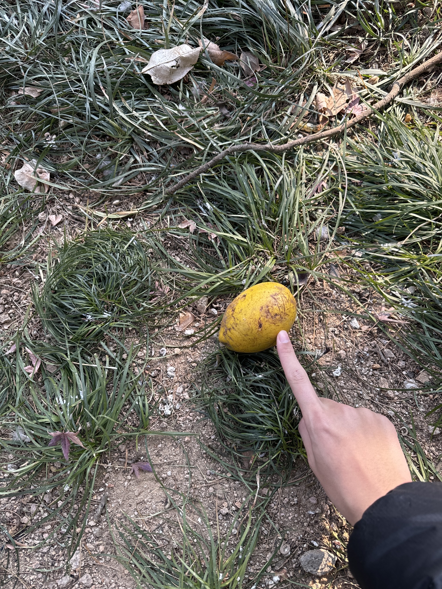 Imagem de marmelo-chinês