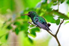 Cynanthus forficatus