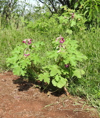 Proboscidea louisianica fragrans