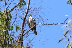 Accipiter melanoleucus