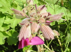 Proboscidea louisianica fragrans