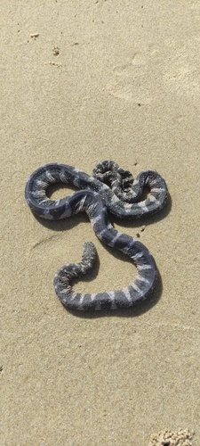 Little File Snake