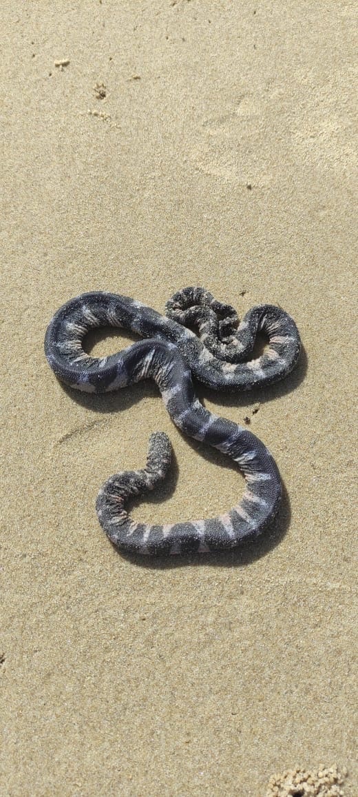 Acrochordus granulatus (Schneider, 1799)
