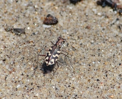 Cicindela carthagena
