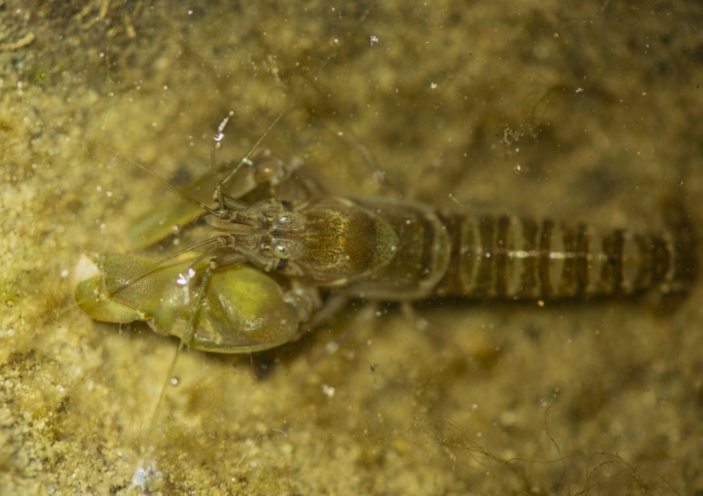 Richardson's snapping shrimp