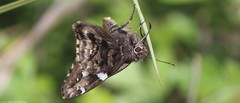 Codatractus bryaxis