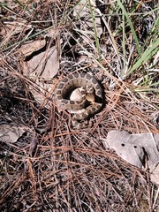 Crotalus ravus