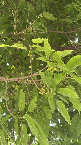 Foto de Gameleira-branca