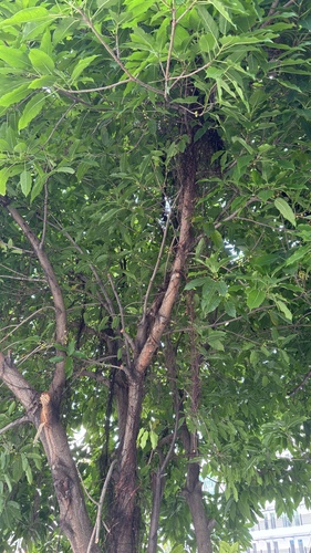 Foto de Gameleira-branca