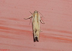 Eucosma radiatana