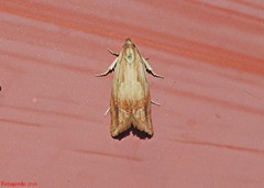 Eucosma umbrastriana