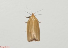 Clepsis clemensiana