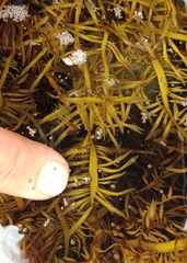 Prionitis lanceolata