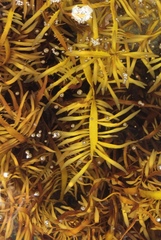 Prionitis lanceolata