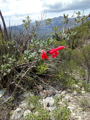 Salvia oaxacana