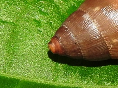Euglandina fosteri