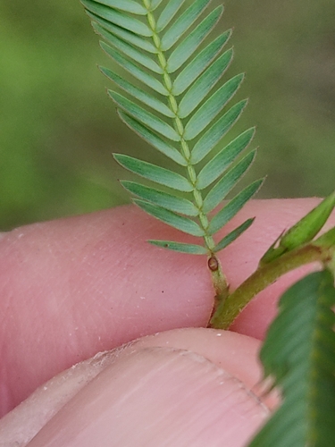 Image of Chamaecrista nomame by (c) Tony van Kampen, some rights reserved (CC BY)