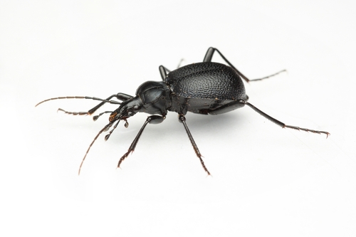 Punctate Snail-eating Beetle