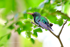 Cynanthus forficatus