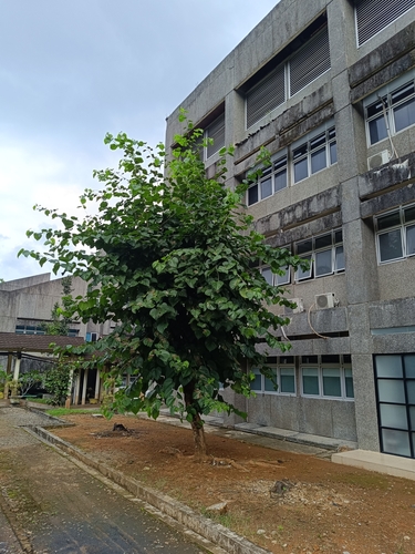 Morus macroura, 2025-01-19