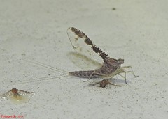 Callibaetis ferrugineus ferrugineus