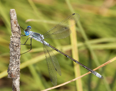 Lestes disjunctus