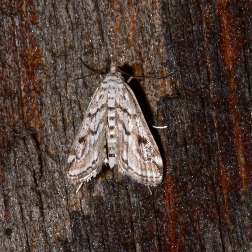 Watermilfoil Leafcutter Moth photo 4