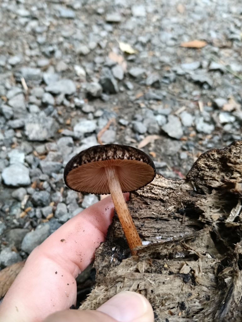 Pluteus perroseus · January 2025 · photo: © genevieveearly (iNaturalist, cc-by)