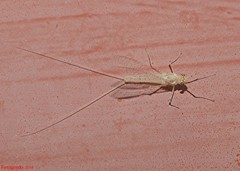 Maccaffertium terminatum