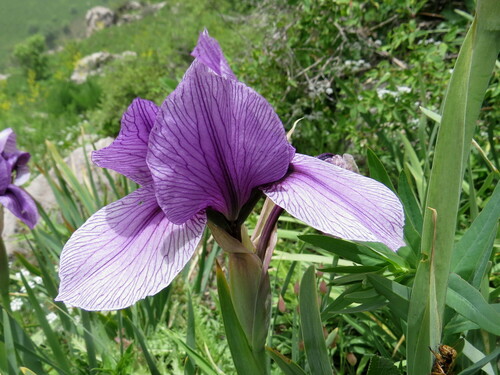 Iris darwasica