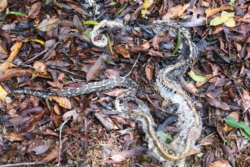 Coastal Carpet Python sighting