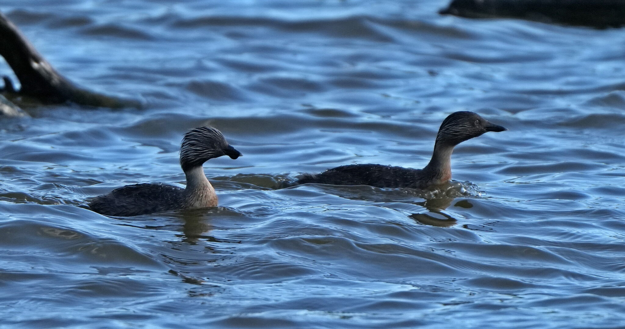 Hoary-headed Grebe illustration