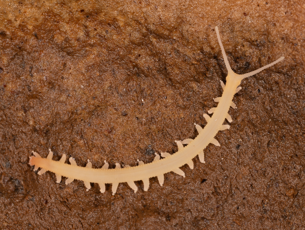 Speleoperipatus