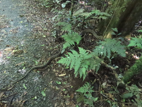 Coastal Carpet Python sighting