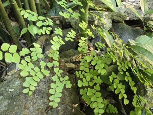 Adiantum amplum (Adiantum amplum)