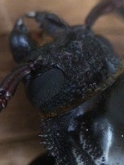 Mallodon dasystomus