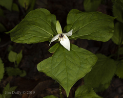 Trillium simile