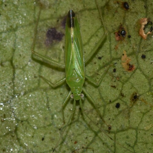 Nesiomiris hawaiiensis