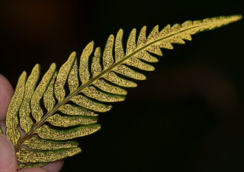 Image of Pityrogramma austroamericana by no rights reserved