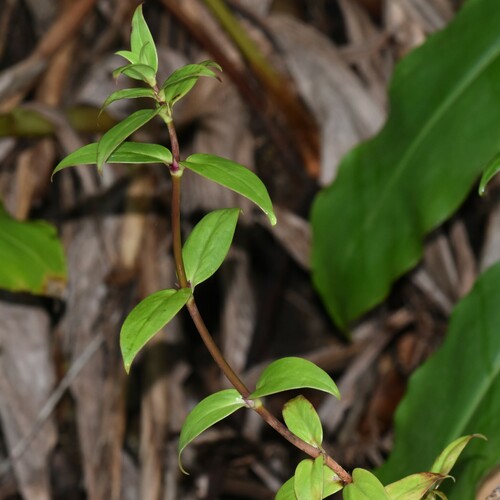 Image of Kadua centranthoides by no rights reserved
