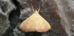 Hyalobathra
