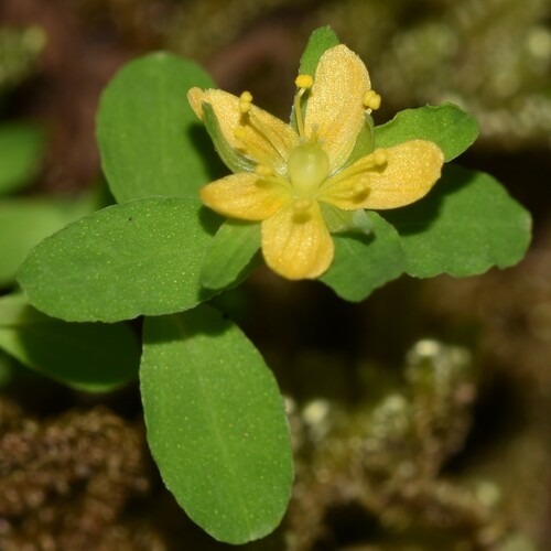 Sierra madre St. johnswort (Hypericum parvulum)
