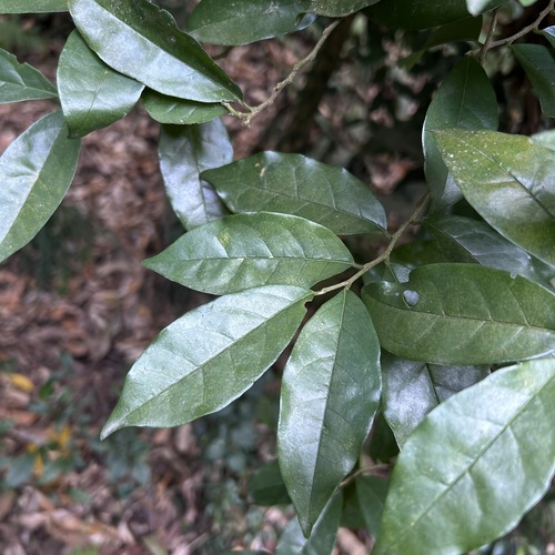Foto de Bacuri-sororoca