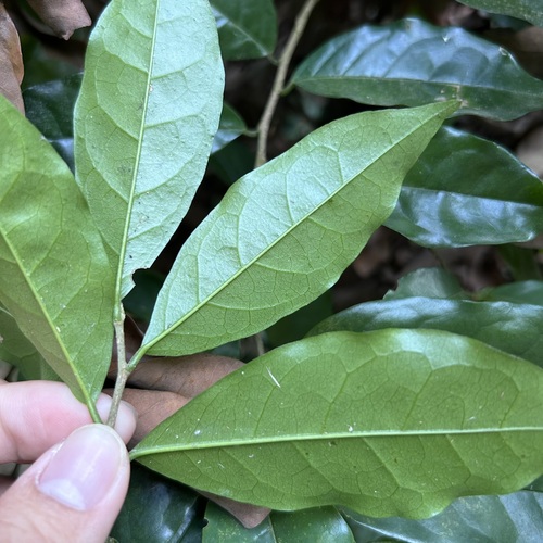 Foto de Bacuri-sororoca